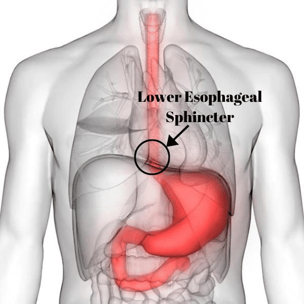 a person with a cutaway image of their organs and the text "lower esophageal sphincter"