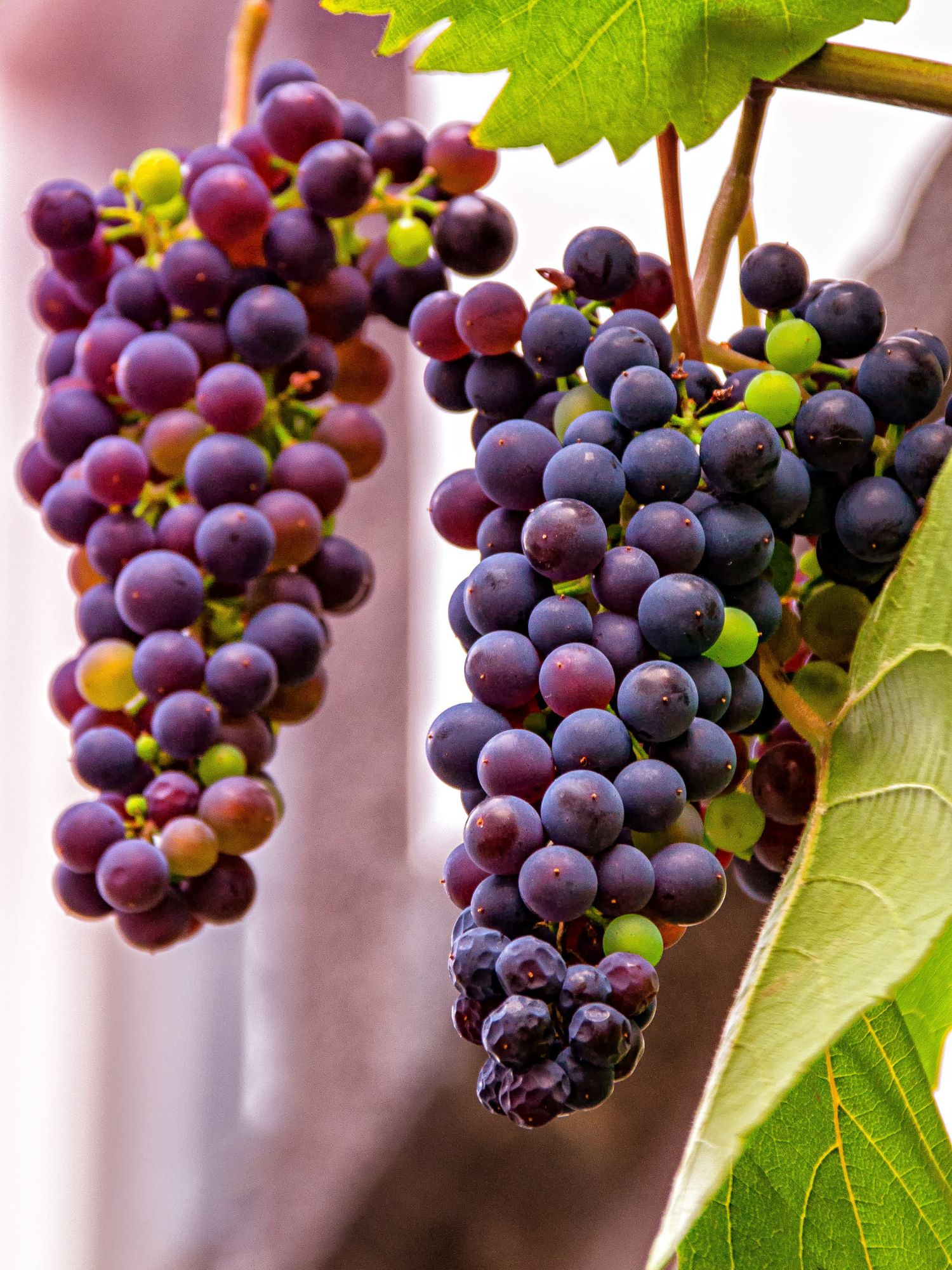 grapes used to make low acid red wines